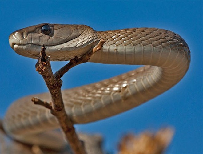 Mamba đen (Black Mamba) là loài rắn đặc hữu của vùng Đông và Nam châu Phi. Đối với người dân châu Phi, mamba đen là loài rắn đáng sợ nhất, gây nên nỗi ám ảnh kinh hoàng với biệt danh "nụ hôn thần chết".