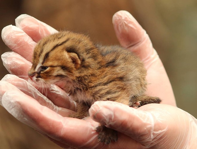 Mèo đốm gỉ (rusty-spotted cat) là loài mèo nhỏ nhất thế giới.  Động vật này sống ở các khu rừng hoang thuộc vùng Sri Lanka, Ấn Độ, Nepal…