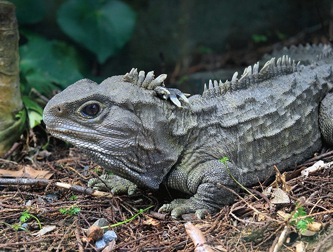 Tuatara, còn được gọi là "hóa thạch sống" hay "khủng long thời hiện đại", là chi duy nhất còn sinh tồn trong bộ Rhynchocephalia từng phát triển mạnh vào khoảng 200 triệu năm trước.  Động vật này có quan hệ xa với Squamata (thằn lằn và rắn).