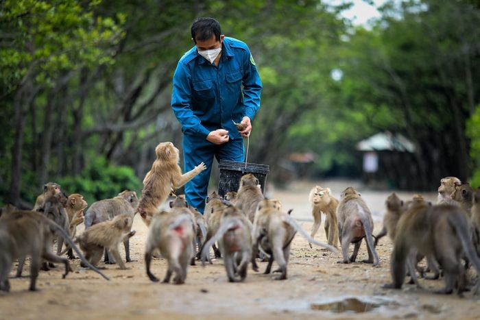 Hòn đảo nơi khỉ tràn ra đường, thân thiện với người. Trước dịch bệnh,  Cần Giờ là điểm đến yêu thích của nhiều người trong dịp cuối tuần hay kỳ nghỉ lễ ngắn ngày.