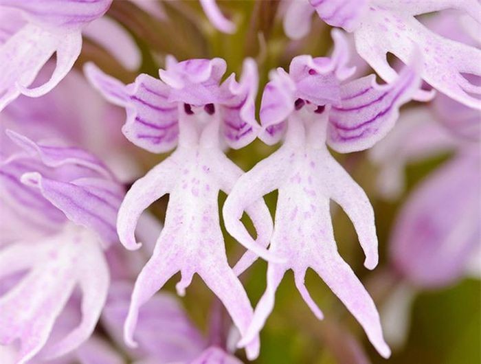 Hoa lan "khỏa thân" - Naked man orchid. Vâng, tên sao thì hình dạng vậy, nó đúng là hoa lan giống người đàn ông lõa thể đấy ạ! Đó là loài phong lan tên Italica có nguồn gốc từ Địa Trung Hải, sinh trưởng ở những vùng đất nghèo dinh dưỡng. Mỗi bông hoa lan Italica đều có hình dáng một người đàn ông đội mũ giáp, có cả chân, tay và hoàn toàn "trần như nhộng".