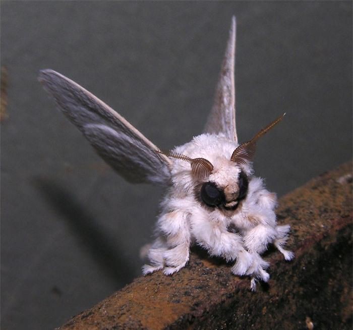 Ngài lông xùVenezuela (Venezuela poodle moth). Chỉmơíđược phát hiện vào năm 2009 nhờ bức ảnh chụp của tiến sĩArthur Anker. Chúng được tìm thấy ở Venezuela và người ta vẫn chưa biết nhiều về chúng. Loài  động vật này cóđôi mắt đen lớn lồi ra, bộ lông dài và khá mượt. Ngoại hình đáng yêu kỳ lạ của nó khiến nhiều người nghĩ đây chỉ là bức ảnh được chỉnh sửa bởi Photoshop.