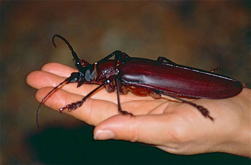 1. Titanus Giganteus. Là loại bọ cánh cứng xén tóc. Đây là một trong những loài bọ cánh cứng có thân dài nhất trong lớp côn trùng. Chiều dài của nó trung bình từ 16,7-17,7 mm.