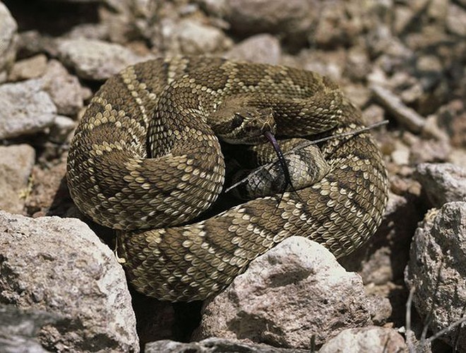  Rắn đuôi chuông (Rattlesnake) là loài rắn bản địa châu Mỹ, có chiều dài từ 1-1,5m, với nọc độc vô cùng nguy hiểm con mồi của chúng thường là những động vật có vú.