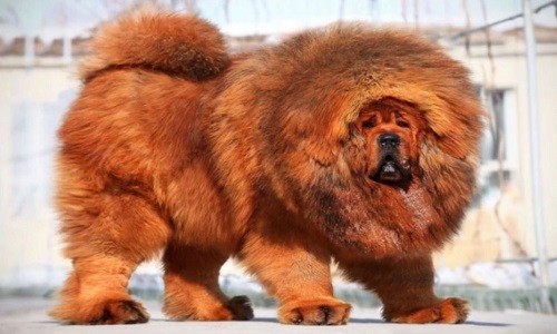 1. Giống chó Tibetan Mastiff – Ngao Tây Tạng. Trong danh sách top 5 giống chó to nhất thế giới không thể bỏ qua Tibetan Mastiff hay còn được gọi là Ngao Tây Tạng.