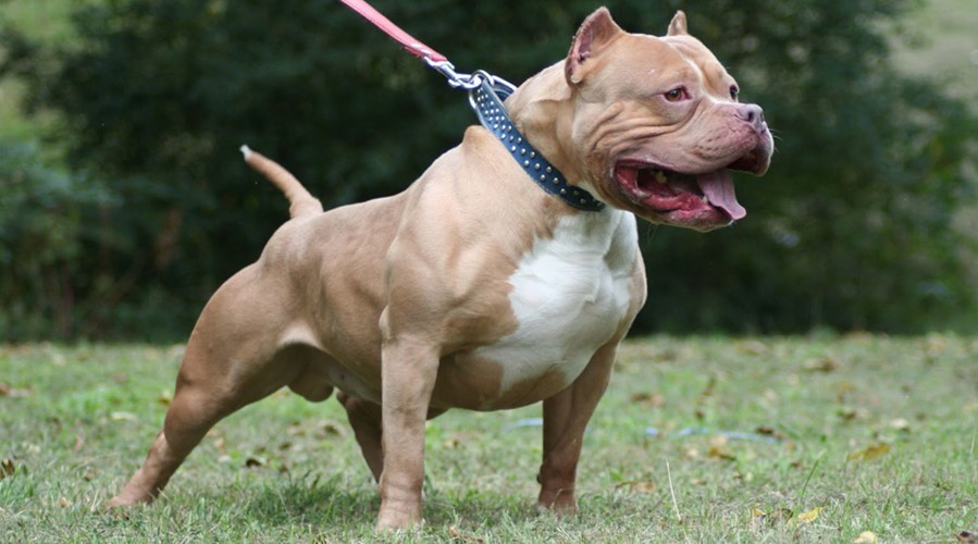  Chó Pitbull. Giống chó này nguồn gốc từ châu Mỹ và hiện nay cũng đã được nuôi khá phổ biến ở Việt Nam. Nó không lùi bước trước bất kì đối thủ nào, loài chó này gần như không bao giờ chịu thua, và chiến đấu đến cùng.