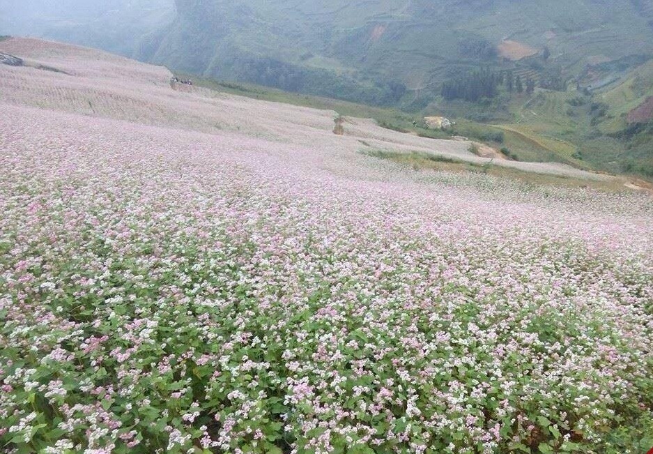 Theo thông tin từ báo chí, năm 2015, huyện Bắc Hà tỉnh Lào Cai có kế hoạch trồng từ 15-20ha hoa tam giác mạch để phục vụ du lịch. Ảnh: TTXVN/Vietdesigner/phuot.vn/ĐSPL.