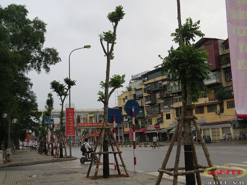 Hàng Lát hoa được trồng thay thế cây Mỡ trên đường Nguyễn Chí Thanh là những cây to, khỏe, đã được ươm và nẩy lộc.