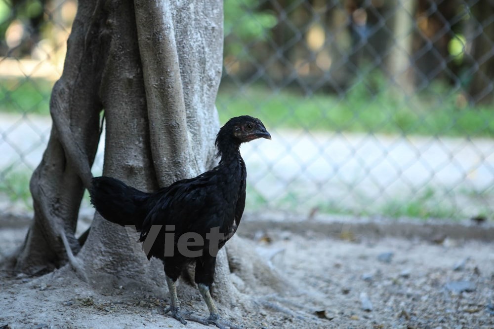 Loại  gà đen giá 50 triệu đồng này có tên gọi Ayam Cemani, cực kỳ quý hiếm và đắt đỏ. Chúng có nguồn gốc từ đảo Java – Indonesia, người dân địa phương coi giống gà này như biểu tượng của sự may mắn. Ảnh trong bài: Minh Sơn/Vietnam+.