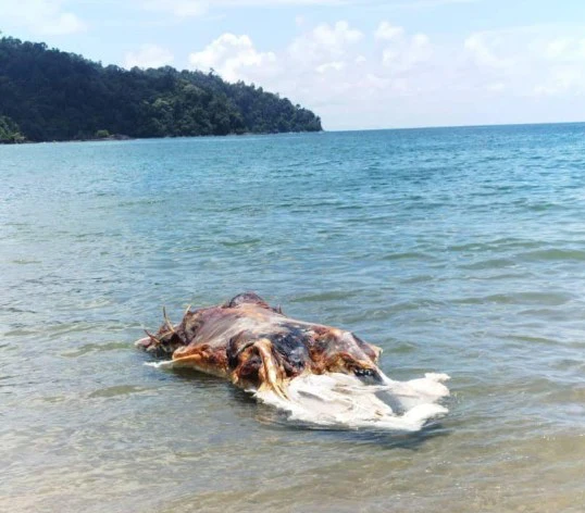 Ngày 5/4 vừa qua, một "khối thịt khổng lồ" trôi dạt vào bãi biển Telok Melano đã khiến người dân choáng váng, sợ hãi.