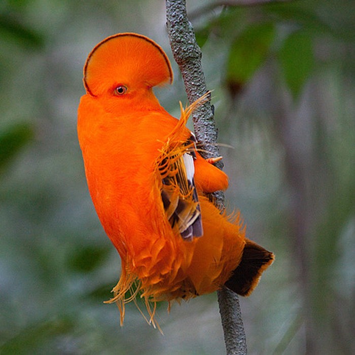 Rupicola là một  loài chim thuộc họ Cotingidae có nguồn gốc từ Nam Mỹ. Chúng sở hữu bộ lông màu cam sáng cùng một cái mào hình rẻ quạt độc đáo. Chúng cực kỳ cảnh giác, rất khó bắt gặp chúng trong rừng.