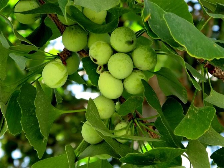 Bạch quả (Ginkgo Biloba). Theo các chuyên gia hàng đầu đến từ Ấn Độ, Trung Quốc, bạch quả chứa hai hoạt chất ginkgolide B và sesquiterpene bilobalide dồi dào. Khi đi vào cơ thể, hai chất này có tác dụng ức chế sự phát triển của cục máu đông, tăng cường lưu lượng máu đến não và cản trở sự hình thành các gốc tự do.