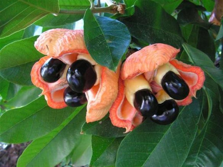 Quả ackee. Là loại trái cây phổ biến tại Jamaica, quả ackee có thể ăn sống, chế biến trong các món ăn truyền thống. Quả ackee mang lại hương vị tuyệt ngon song cần dùng trước khi nó trở nên chín muồi, không được ăn hạt hoặc để vỏ tiếp xúc với hạt. Nếu không, thực khách có thể đối diện với tình trạng nôn mửa, tiêu chảy, hôn mê, thậm chí là tử vong.