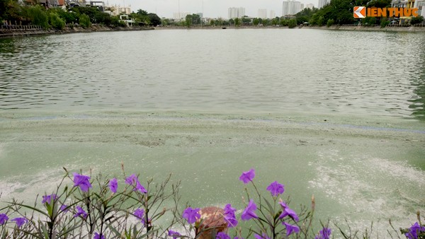 Nhiều ngày nay, xung quanh khu vực bờ  hồ Văn Quán (cả hai hồ thông sang nhau, thuộc phường Văn Quán, quận Hà Đông, TP Hà Nội) xuất hiện các váng đen, xanh, tảo dày đặc trên mặt nước.