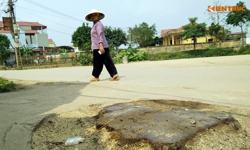 Làm rõ trách nhiệm việc hàng loạt cây xanh bị chặt để dọn vỉa hè