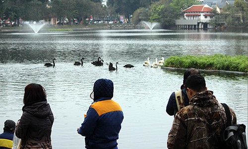 “Bảo mẫu” thiên nga ở hồ Thiền Quang: Để mất con nào là mất Tết luôn!