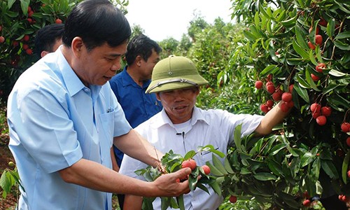 Bộ trưởng xuống chợ khảo giá, tìm cách bán vải thiều cho dân