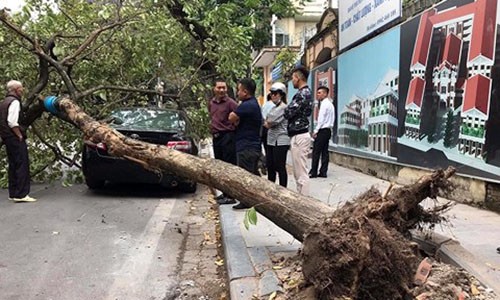 Cây xanh đổ đè vỡ nát kính chắn gió ô tô Camry