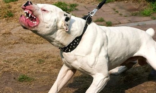 Chó Pit bull điên cuồng cắn nữ chủ nhà và hàng xóm nhập viện