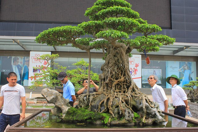 Bí mật chưa từng "khui" từ những cây bonsai đắt đỏ của đại gia Việt