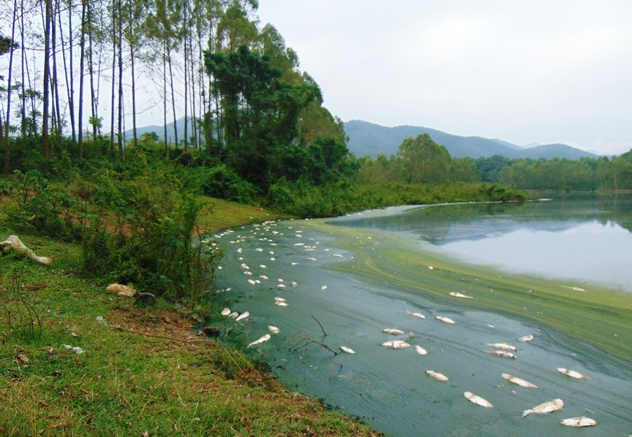 Như  Kiến Thức đã phản ánh, người dân ở xã Đồng Lương (huyện Cẩm Khê, tỉnh Phú Thọ) đang vô cùng bức xúc trước việc Công ty TNHH MTV Gia cầm Hòa Phát Phú Thọ đóng trên địa xả thải gây ô nhiễm môi trường, khiến nước hồ Ngả 2 bị chuyển màu xanh lè, đen kịt ở nhiều đoạn.