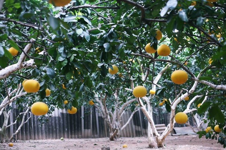 Tại thôn Ngọa Long (phường Minh Khai, quận Bắc Từ Liêm, TP.Hà Nội) hiện có khoảng 30 hộ còn trồng bưởi Diễn. Nhiều cây bưởi Diễn trồng lâu nhất ở đây đã lên tới 30 năm, nhờ sự chăm sóc cẩn thận, dịp Tết này mỗi cây bưởi cho ra khoảng 120 - 160 quả, thậm chí lên tới 200 quả.