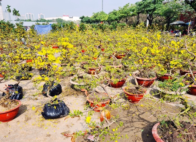 Tại chợ cây cảnh, hoa Tết trước cửa sân vận động Mỹ Đình (Hà Nội) đang bày bán đủ các loại đào, quất, phong lan... Trong đó có hàng trăm chậu mai vàng được tiểu thương đưa từ Bình Định ra Hà Nội phục vụ nhu cầu của người dân Thủ đô dịp Tết Nguyên đán.