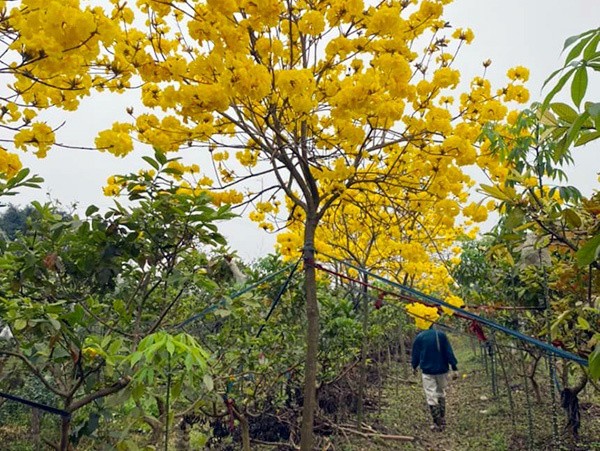 Cuồng hoa phong linh, dân Hà thành rủ nhau mua trồng, giá 5 triệu/cây