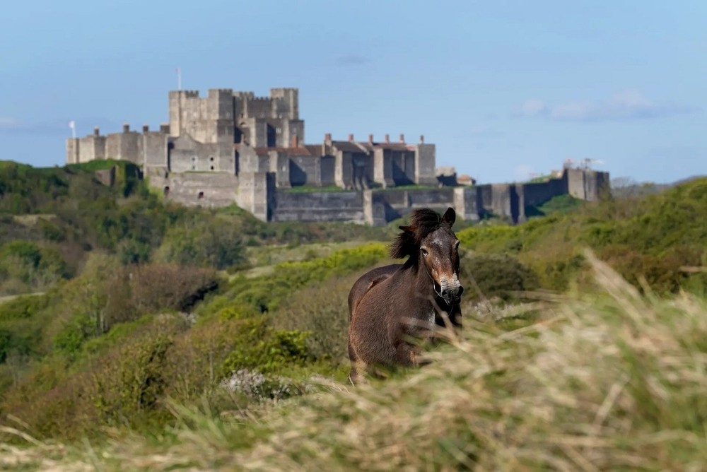 Một chú ngựa Exmoor gặm cỏ dưới ánh nắng ban mai gần Lâu đài Dover ở Kent, Vương quốc Anh. (Ảnh: Gareth Fuller/PA)