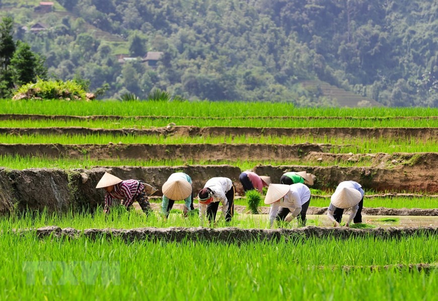 Người dân tranh thủ cấy lúa khi có nước về. (Ảnh: Nam Thái/TTXVN)