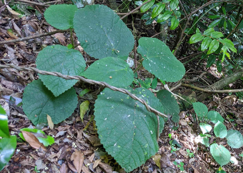 Cây Gympie-gympie (tên khoa học là Dendrocnide moroides) - sinh trưởng chủ yếu ở vùng Đông Bắc nước Australia và quần đảo Moluccas của Indonesia.