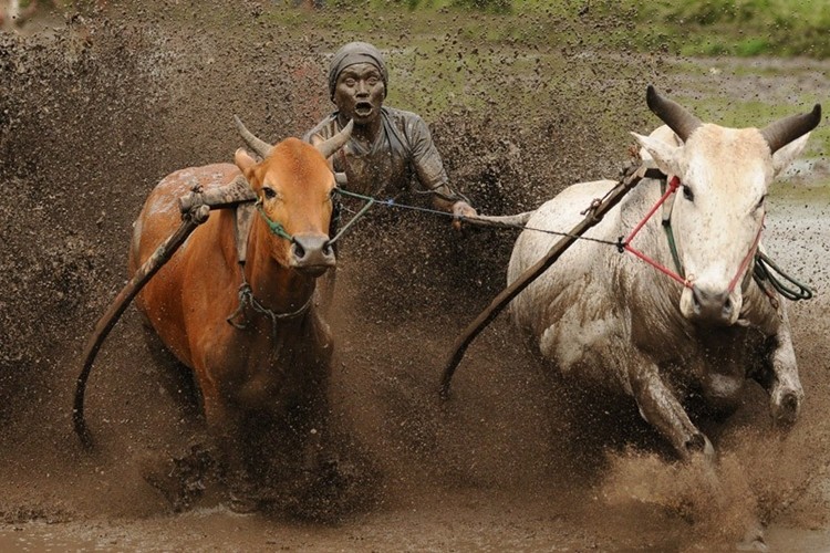 Lễ hội đua bò truyền thống Pacu Jawi ở Batusangkar, Indonesia, được tổ chức hàng năm trên ruộng lúa lầy lội để ăn mừng kết thúc mùa thu hoạch.