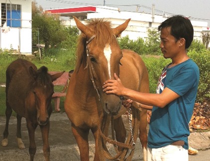 Nuôi ngựa đua ở Sài thành: Mốt thời thượng đã… chết