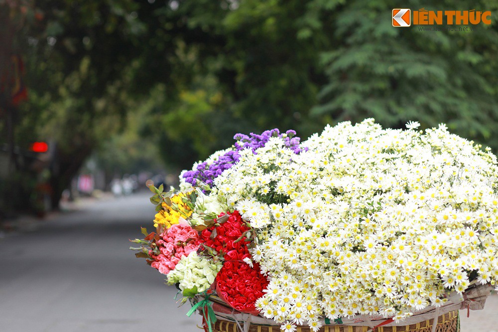 Thời điểm này đang là lúc cúc họa mi đẹp nhất. Vẻ đẹp tinh khôi, bình dị của loài hoa này khiến Hà Nội thêm phần lãng mạn.