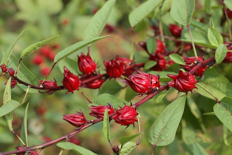 Loài hoa Hibiscus Sabdariffa (còn có tên gọi là hoa bụp giấm, dân gian gọi là hoa Atiso đỏ) có nguồn gốc từ Trung Mỹ và Bắc Phi. Vì có rất nhiều ích lợi cho sức khỏe, nên nhiều năm gần đây, Hibiscus và các sản phẩm từ hoa Hibiscus (trà, mứt, rượu…) được nhiều người săn đón, chế biến thành đồ uống, vị thuốc cho gia đình. Ở Hà Nội, hoa được trồng nhiều tại vườn bên Lệ Chi - Gia Lâm.