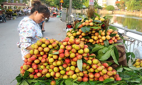 Vải thiều đầu vụ giá chát vẫn đắt hàng