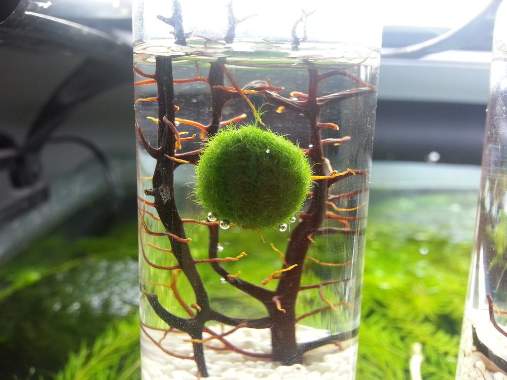  Tảo cầu thủy sinh (hay còn gọi là marimo, tảo cầu) có hình tròn, kích thước 1- 5cm, với lớp lông mượt màu xanh đang tạo nên cơn sốt nuôi "thú cưng" cho không ít khách hàng.