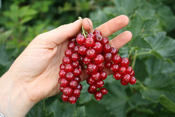 Quả Ribes rubrum hay còn gọi là nho đỏ, có nguồn gốc từ một số nước Bỉ, Pháp, Na Uy, Thụy Điển, Đức, Hà Lan... được nhiều người yêu thích vì hương vị và hình dáng căng mọng của chúng.