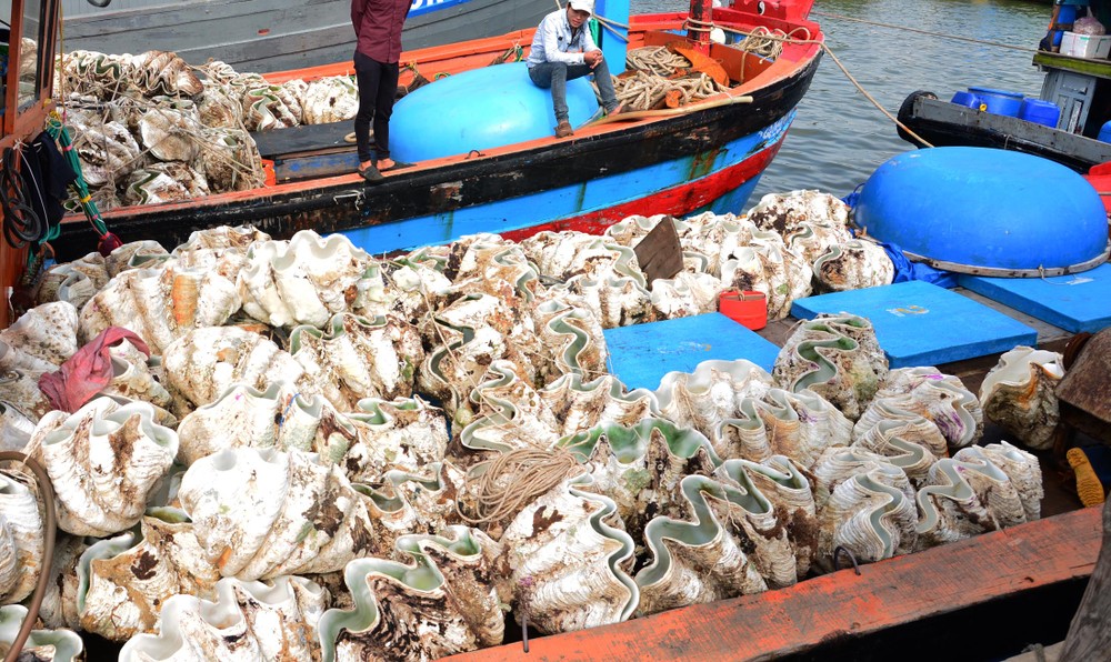 Năm 2014, do có giá trị kinh tế lớn, nhiều ngư dân ồ ạt đi săn tìm, khai thác  trai tai tượng (hay còn gọi sò tượng) đem về bán cho các thương lái Trung Quốc với giá 500.000 đồng đến 40 triệu đồng/con, tùy theo kích thước lớn nhỏ. Ảnh: Người lao động.