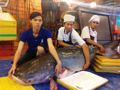 Thông tin trên báo Người Lao Động cho biết, hôm nay, người dân cùng thương lái vận chuyển một con  cá tra dầu khổng lồ để bán lại cho một chuỗi nhà hàng tên Hàng Dương Quán tại TP HCM. Đã có rất nhiều khách hàng gọi đặt trước để giành nhau mua. Ảnh: NLĐ