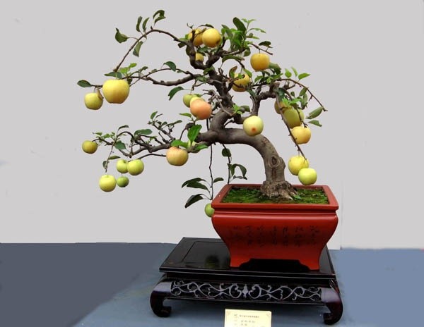  Bonsai cây ăn quả không chỉ đẹp mắt mà còn có nhiều ý nghĩa phong thủy đối với gia chủ. Vào các dịp đặc biệt như Tết, không ít đại gia tìm mua chúng để bày biện trong nhà. Táo là loại cây ăn quả phù hợp trồng chậu nhỏ, bồn... Chúng có thể tạo được nhiều dáng uyển chuyển, đẹp mắt.