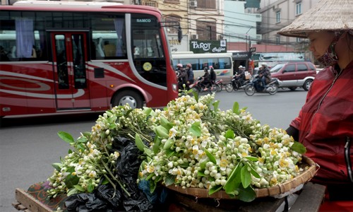 Ảnh: Nồng nàn hoa bưởi ngát hương phố Hà Nội