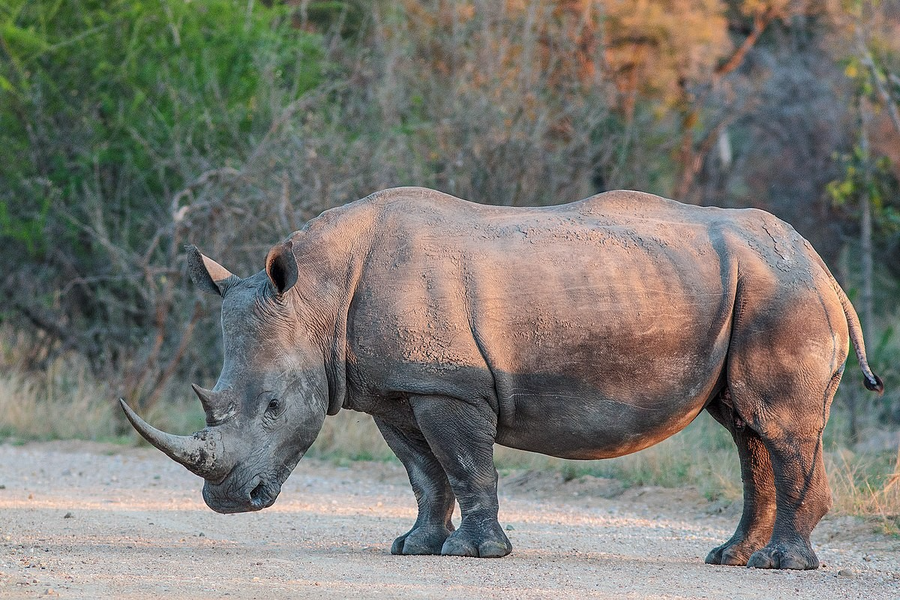  Tê giác trắng (Ceratotherium simum), có phân bố ở miền nam châu Phi. Loài này dài 3,4 - 3,8 mét, đặc điểm nhân dạng là có “môi vuông” rộng để gặm cỏ trên mặt đất, hai sừng lớn và một cái bướu ở phía sau cổ. Đây là loài tê giác lớn nhất còn sống.