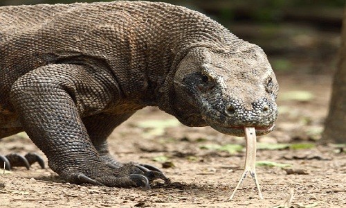 Rồng komodo (Varanus komodoensis) dài 3,1 mét, là loài thằn lằn lớn nhất thế giới, chỉ có ở một số hòn đảo của Indonesia. Chúng có thể bơi trên biển, đánh hơi thấy xác thối cách đó 8 km, có thể ăn thức ăn bằng 80% khối lượng cơ thể.