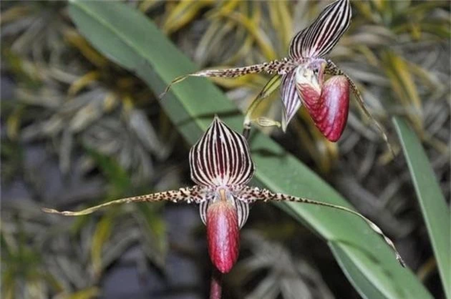 Điểm đặc biệt của  hoa lan Rothschild (tên khoa học là Paphiopedilum rothchildianum) chính là 15 năm mới nở một lần vào giữa tháng 4 đến tháng 5.