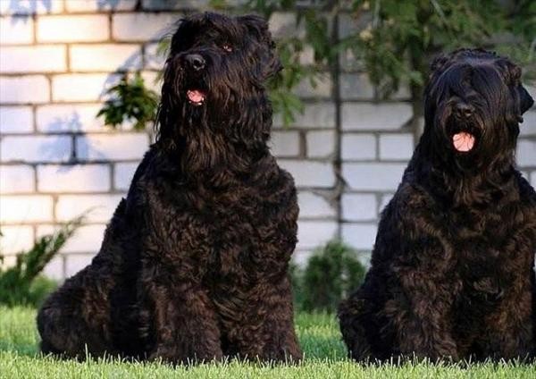 Chó sục Nga đen hay còn gọi là chó 'Black Russian Terrier' là  giống chó có xuất xứ ở Nga từ thời Liên Xô cũ và chúng được Hiệp hội Chó giống Mỹ công nhận vào năm 2004.