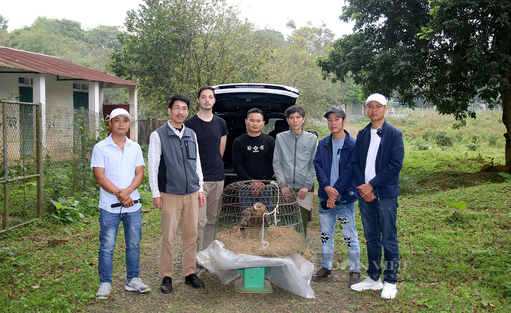 Ngày 13/3, Trung tâm Cứu hộ, Bảo tồn và Phát triển sinh vật (Vườn quốc gia Cúc Phương), tiếp nhận cá thể  chim đại bàng đầu nâu từ một người dân tỉnh Bắc Giang.