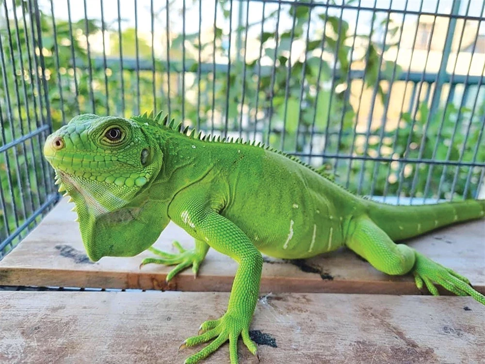    Rồng Nam Mỹ xanh lá (Green Iguana):  Rồng Nam Mỹ xanh lá là dòng nguyên bản của loài bò sát này. Chúng có sức khoẻ tốt, hình dáng đẹp, dễ tiếp cận, dễ chăm sóc, nuôi dưỡng mà giá thành lại rất hợp lý.