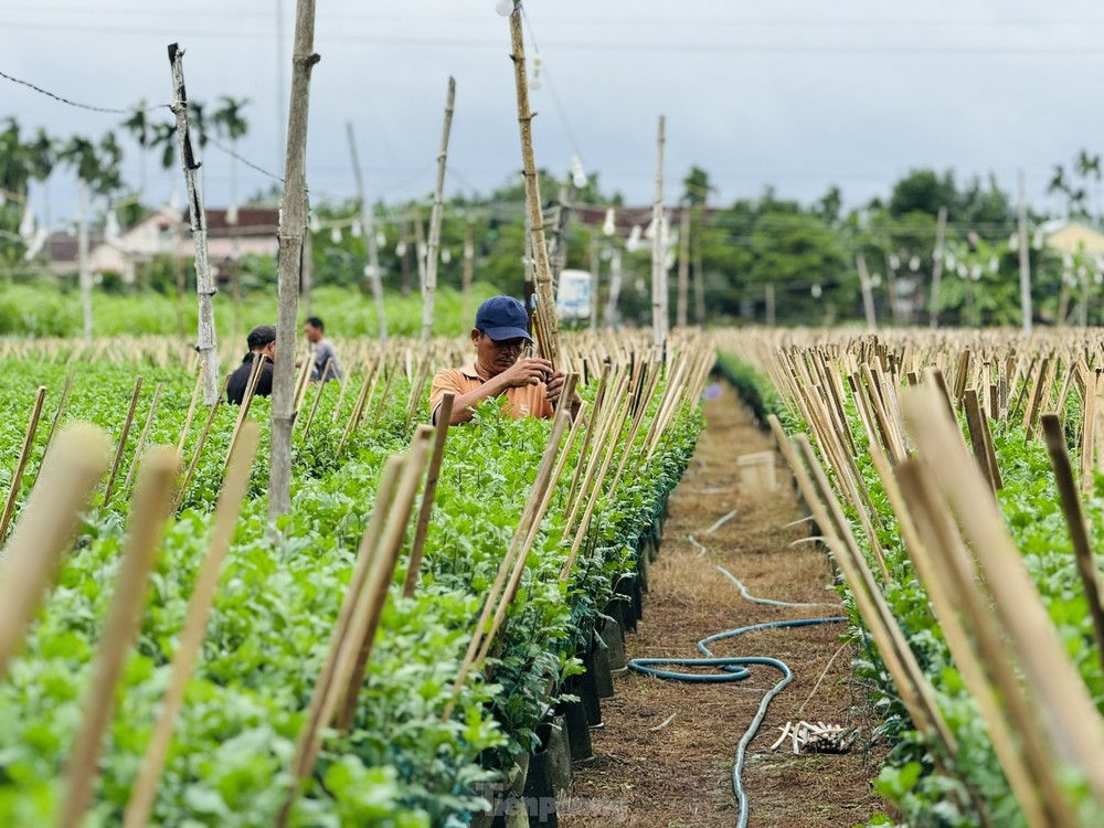 Còn khoảng 2 tháng là Tết Nguyên đán 2025, hiện người dân ở thủ phủ trồng hoa cúc ở xã Nghĩa Hiệp, Nghĩa Mỹ (huyện Tư Nghĩa, tỉnh Quảng Ngãi) đang tất bật, bước vào cao điểm vụ hoa Tết.