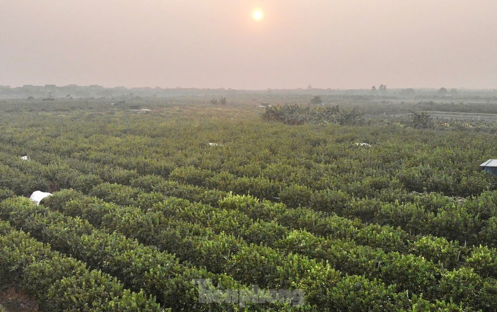 Huyện Đan Phượng, với các xã ven sông như Trung Châu, Đồng Tháp, Hồng Hà, Liên Hồng, từ lâu nổi tiếng là vùng trồng phật thủ lớn nhất miền Bắc. Sau cơn bão Yagi, những vườn cây giờ đây đã phủ xanh trở lại, tuy nhiên cây lại thưa quả, thậm chí không cho quả khiến không khí nơi đây trầm lắng hơn bao giờ hết.